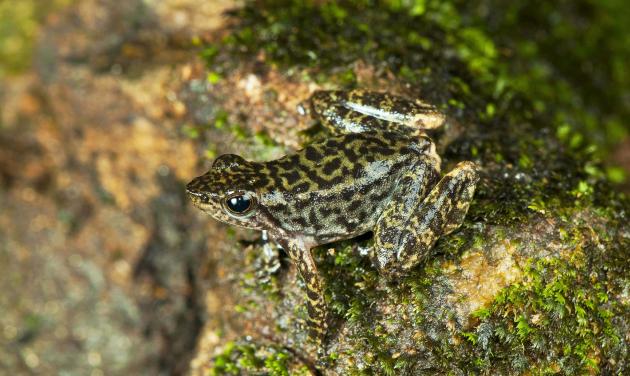 Foto-Foto Species Katak Baru yang Ditemukan di India 