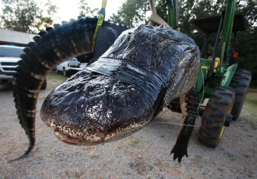 In this Saturday, Aug 16, 2014 photo, a large alligator weighing 1011.5 pounds measuring 15-feet long is pictured in Thomaston, Ala. The alligator was caught in the Alabama River near Camden, Ala., by Mandy Stokes and family, according to AL.COM. (AP Photo/Al.com, Sharon Steinmann)