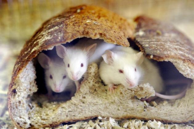Des souris dans une baguette de pain, au zoo de Tokyo, le 6 janvier 2008, pour fêter l'année du rat selon le calendrier chinois. , AFP