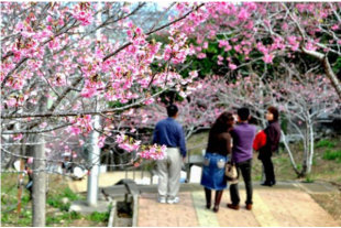 八重瀨櫻花祭。（圖片來源／沖繩旅遊網站）