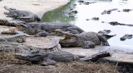 Siamese crocodiles are native to the Mekong river region but the species is critically endangered in the wild and several thousand are kept in crocodile farms such as Samut Prakan, on the outskirts of Bangkok