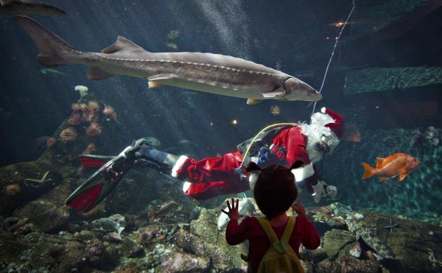 A young visitor to the Vancouver Aquarium watches 