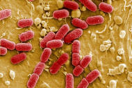 匯流新聞網記者/王少筠編譯(Reuters) 疾病與安全專家提出警告，歐洲聯盟境內人體、動物及食物中發現的超級細菌(superbug bacteria)，已逐漸進化至能抵抗廣泛使用的抗生素，對公眾及動物健康造成「令人擔憂」的威脅。 據「歐洲食品安全局(EFSA)」與「歐洲疾病預防管制中心(ECDC)」有關病菌抗生素抗藥性的研究報告指出，歐盟每年約有2萬500…