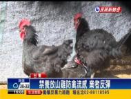 防禽流感 政府禁養放山雞