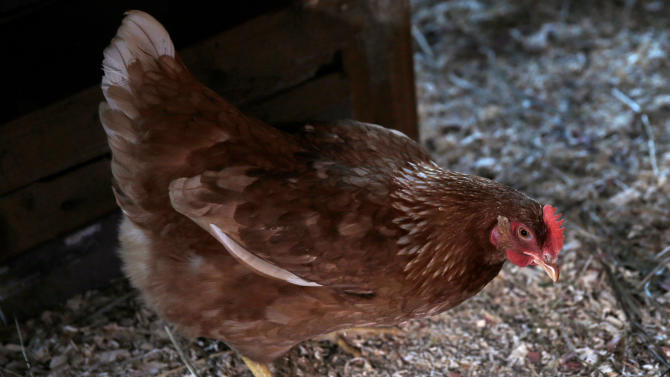 chicken stands in a coop as billionaire philanthropist and Microsoft 