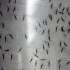 Fotografía del 25 de septiembre de 2014, de recipientes que contienen mosquitos Aedes aegypti modificados genéticamente, antes de ser liberados en Ciudad de Panamá. (Foto AP/Arnulfo Franco)