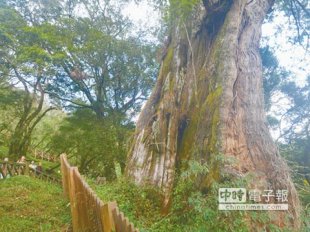 位在塔塔加附近的鹿林神木，是目前民眾能夠親近的最大巨木。（沈揮勝攝）