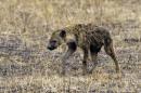 Un adolescent défiguré par une hyène en Afrique du Sud