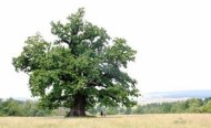 Stejarul de 900 de ani, de la Braşov