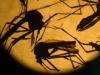 Moustiques de type Aedes photographiés dans un laboratoire le 3 février 2016 à El Salvador au Salvador