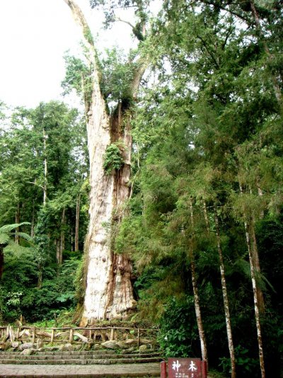 溪頭紅檜神木，是溪頭遊樂區最知名的地標，卻因連日大雨而倒塌。（取自南投縣政府）
