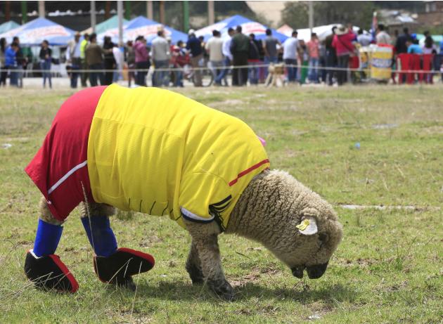 A sheep, dressed in a jersey in the colours of the Colombian national soccer team, grazes on grass during an exhibition, prior to the 2014 World Cup in Brazil, in Nobsa