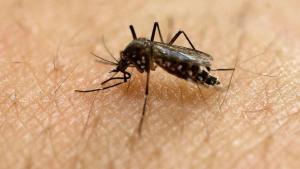 Zika Virus: 19 Diagnosed in U.S. After Traveling Abroad,&nbsp;&hellip;