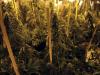 Des plants de cannabis sont cultivés dans un club à Montevideo le 10 décembre 2014