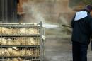 Dua Orang Mati, Mesir Waspada Flu Burung  