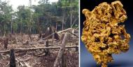 黃金價格將影響雨林砍伐，主要是因採礦過程所使用的重金屬、化學物質將會讓土地貧瘠。〈photo by Wikipedia〉