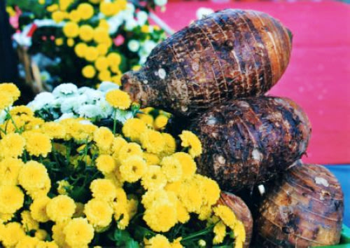 銅鑼鄉中平村的「芋頭」也是秋冬特產之一