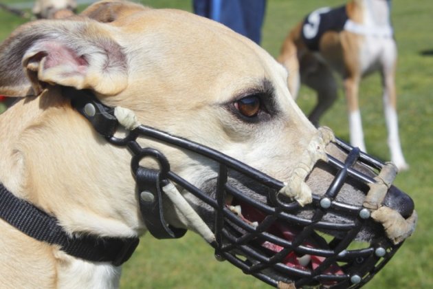 ‘Shocked and horrified’: Bodies of 11 greyhounds found on Irish ferry