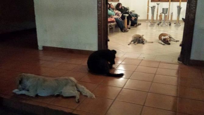Pack of Stray Dogs Stand Guard at Animal Lover&#39;s Funeral