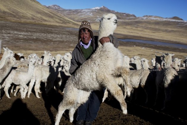 秘魯安地斯山脈近日遭寒流侵襲，數萬隻羊駝因食物不足餓死，當地原住民生活大受影響（美聯社）