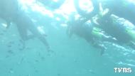 綠蠵龜、鯨鯊、熱帶魚、珊瑚　小琉球浮潛4賣點