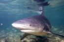 Nouvelle-Calédonie: Un requin tue un nageur