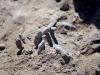 A hand is seen as Iraqi forensic teams recovered dead bodies from a mass grave in the presidential compound of the former Iraqi president Saddam Hussein in Tikrit
