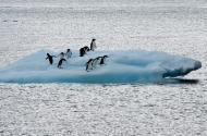 Pinguins em bloco de gelo perto da base brasileira Comandante Ferraz na Antártica em 10 de março de 2014