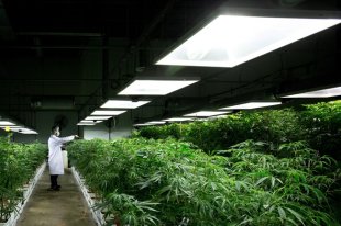 Misad Shazi sprays water on marijuana plants growing at the MediJean facility in Richmond, B.C. THE CANADIAN PRESS/Darryl Dyck