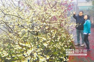 醉心花景台灣原生種的「福爾摩沙櫻」白花綻放，帶給遊客驚奇。（沈揮勝攝）