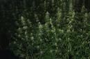 VIDEO. Saisie record de cannabis dans une maison de Tremblay-en-France