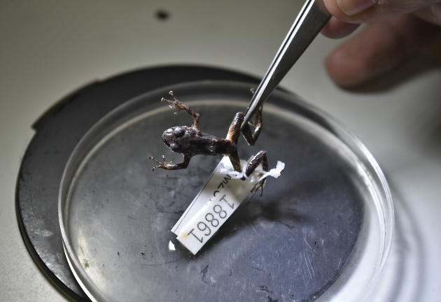 El científico ecuatoriano Juan Manuel Guayasamín exhibe una rana "Transformer" durante una entrevista con la AFP, el 31 de marzo de 2015 (AFP | Rodrigo Buendía)