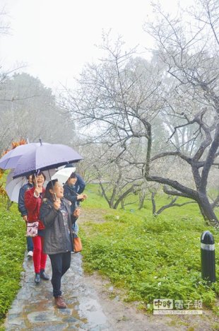 梅山公園17日雖然陰雨綿綿，遊客賞梅興致不減。（呂妍庭攝）