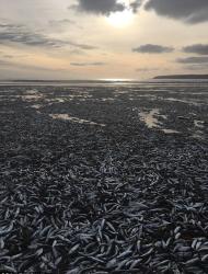 英國海岸上驚見成千上萬死魚，且離奇的是全部都張大著嘴巴，遍布範圍極廣，幾乎要看不見盡頭，場面相當駭人。
