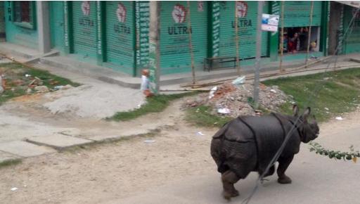Népal : un rhinocéros sème la panique dans une ville et tue une femme