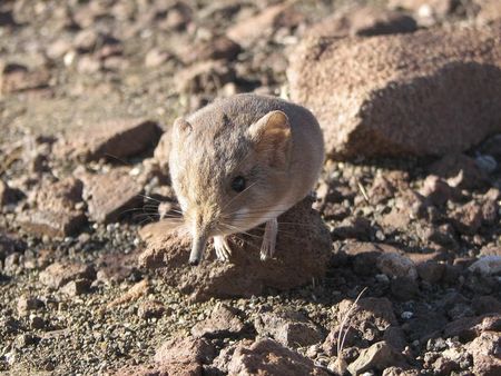 Ejemplar de Macroscelides micus (musaraña elefante encontrada en un remoto desierto del susdoeste de África. (REUTERS/Academia de las Ciencias de California)