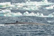 南極追蹤到藍鯨之歌 研究人員振奮