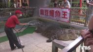 不敵動保法　台南鱷魚王明年1月底熄燈
