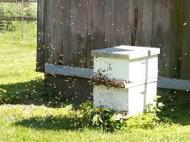 不識分蜂 英外行養蜂問題不少