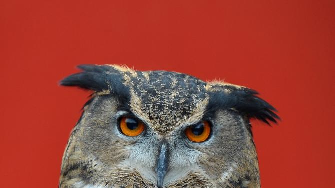 Over the last three weeks, a rogue European eagle owl has silently swooped on dozens of residents in the northern Dutch city of Purmerend