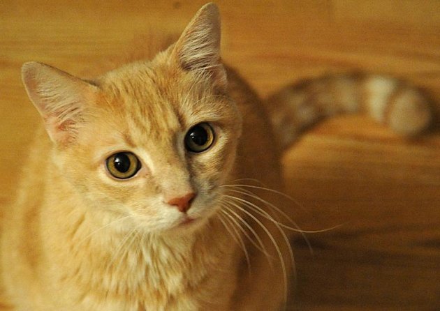 Gato é visto em 17 de outubro de 2010, em Manassas, Virginia, Estados Unidos