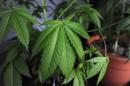 L'autorité canadienne de surveillance des marchés financiers s'inquiète de la spéculation dans l'industrie florissante du cannabis médical