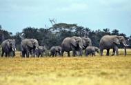 Elefantes en un parque nacional de Tanzania el 10 de mayo de 2013 (AFP | Tony Karumba)