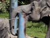 En esta imagen del 9 de abril de 2015, el elefante asiático Bamboo, en el zoológico de Woodland Park, Seattle. El centro se preparaba para trasladar a Bamboo y otro elefante a un zoológico de Oklahoma City tras una decisión judicial. (AP Foto/Elaine Thompson)