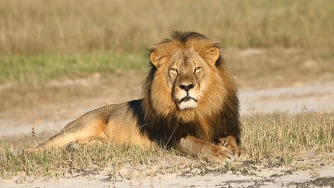 Zimbabwean Wildlife Authority: Jericho the Lion Is Alive, Not Cecil’s Brother