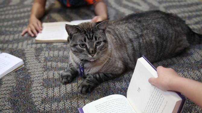 Beloved Cat Will Keep His Job at the Local Library After International Backlash