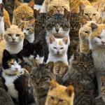 Veja a ilha japonesa que é dominada por gatos