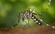 Γιατί μας τσιμπάνε τα κουνούπια: Καταρρίπτοντας τη θεωρία του ...γλυκοαίματου