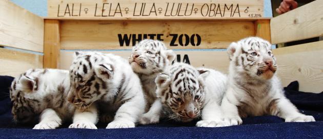 A litter of white Bengal tiger cubs is pictured at the White Zoo in Kernhof