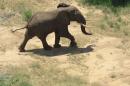 Le nombre d'éléphants d'Afrique a baissé de 30% en sept ans